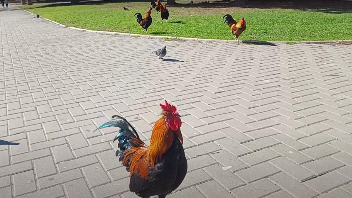 orasul invadat de gaini in urma cu 10 ani cineva a abandonat 40 de pasari intr un parc iar acum sunt peste tot