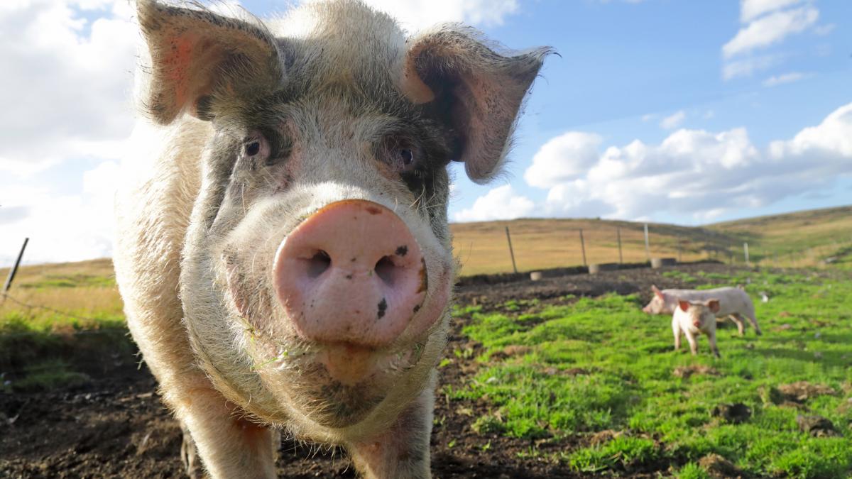premiera in medicina chirurgii au transplantat un plaman de porc intr un pacient aflat in moarte cerebrala