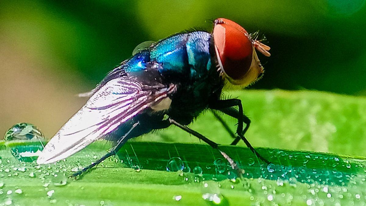 un parazit mortal care se hraneste cu carnea fiintelor vii a fost detectat la om in sua ce este viermele surub
