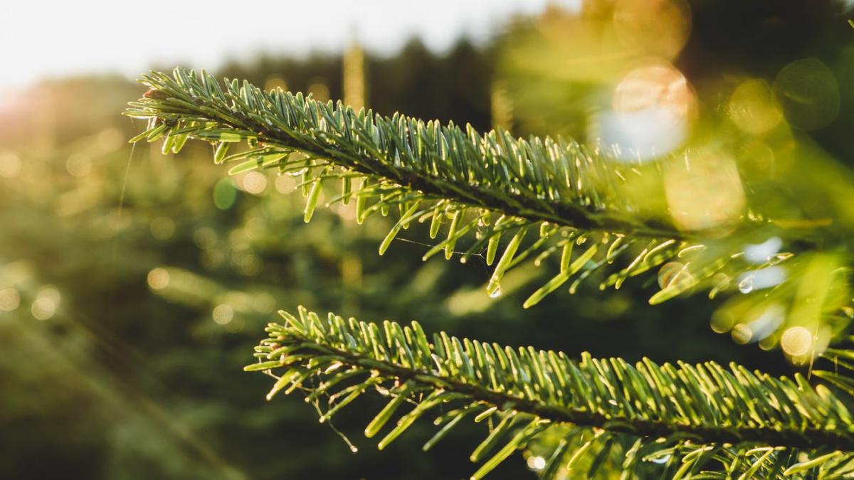 bradul natural de craciun magie si autenticitate de sarbatori