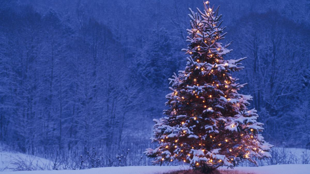 de ce s au decis oamenii dintr un orasel italian sa faca bradul de craciun chiar daca e august