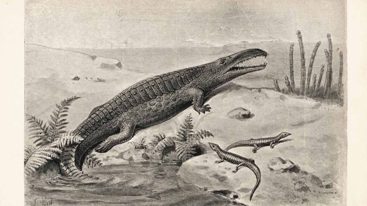 o fosila rara veche de 200 de milioane de ani a fost descoperita de localnicii unui sat in timp ce sapau un lac