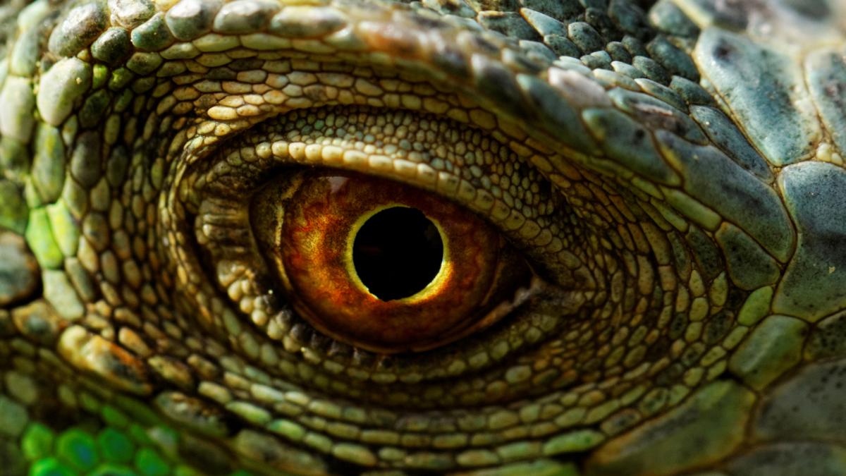 o femeie a inceput sa ii vada pe oameni cu fete de dragoni inca din copilarie dupa zeci de ani medicii si au dat seama ce are