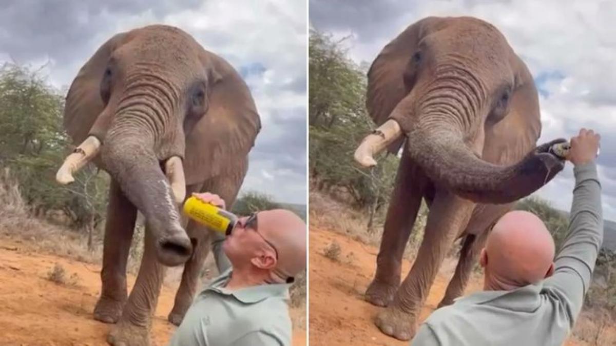 gest revoltator al unui turist in kenya a turnat bere in trompa unui elefant a filmat si a postat pe internet