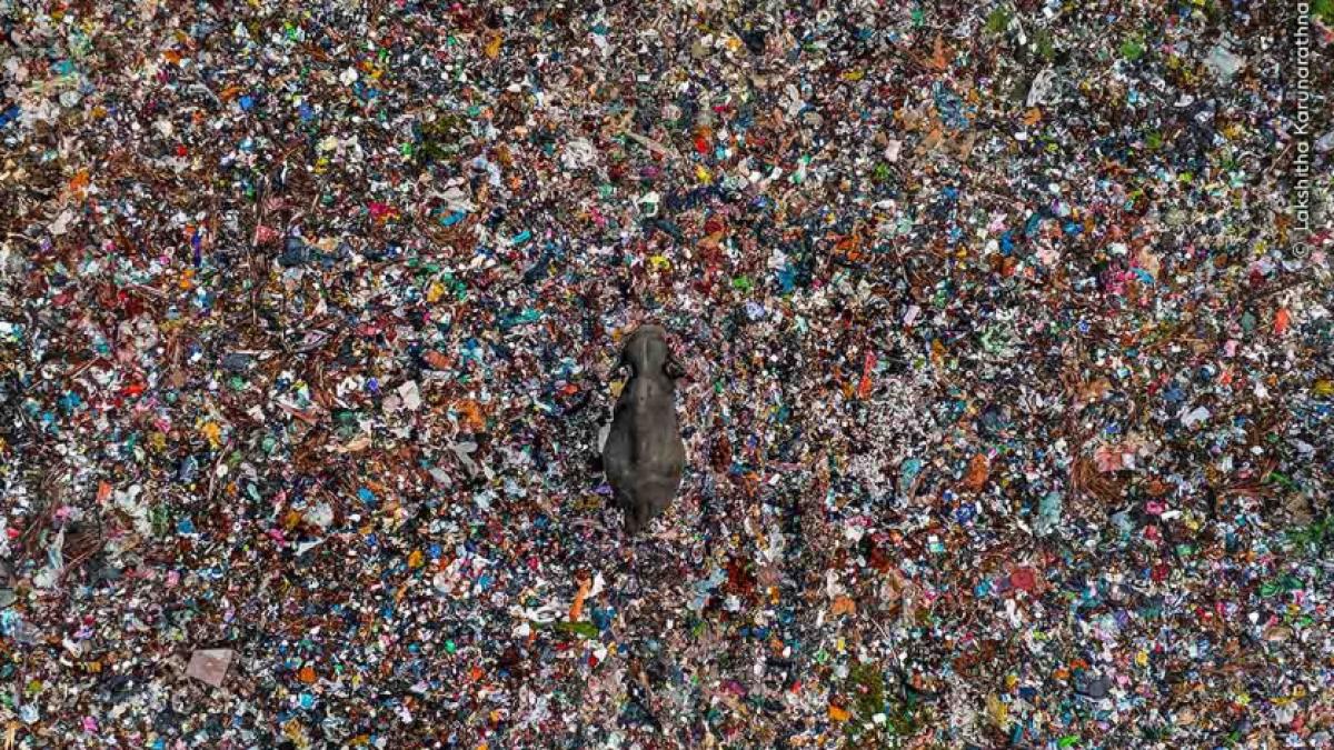 imagine incredibila cu un elefan ratacind printre tone de gunoaie 60 000 de fotografii la wildlife photographer of the year 2025