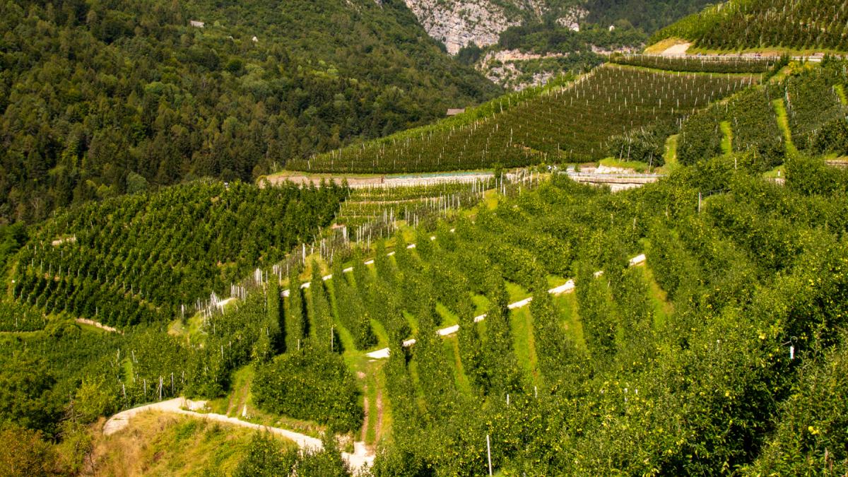 merele italiene au acum propriul lor teleferic instalatia transporta fructele de pe dealuri pana la depozitele construite in pesteri