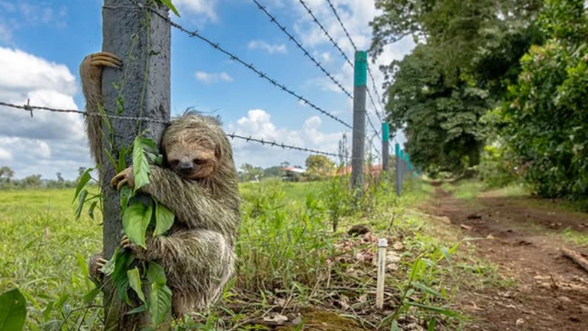 nicaieri nu e ca acasa o imagine cu un lenes agatat strans de un gard cu sarma ghimpata a emotionat intreaga lume