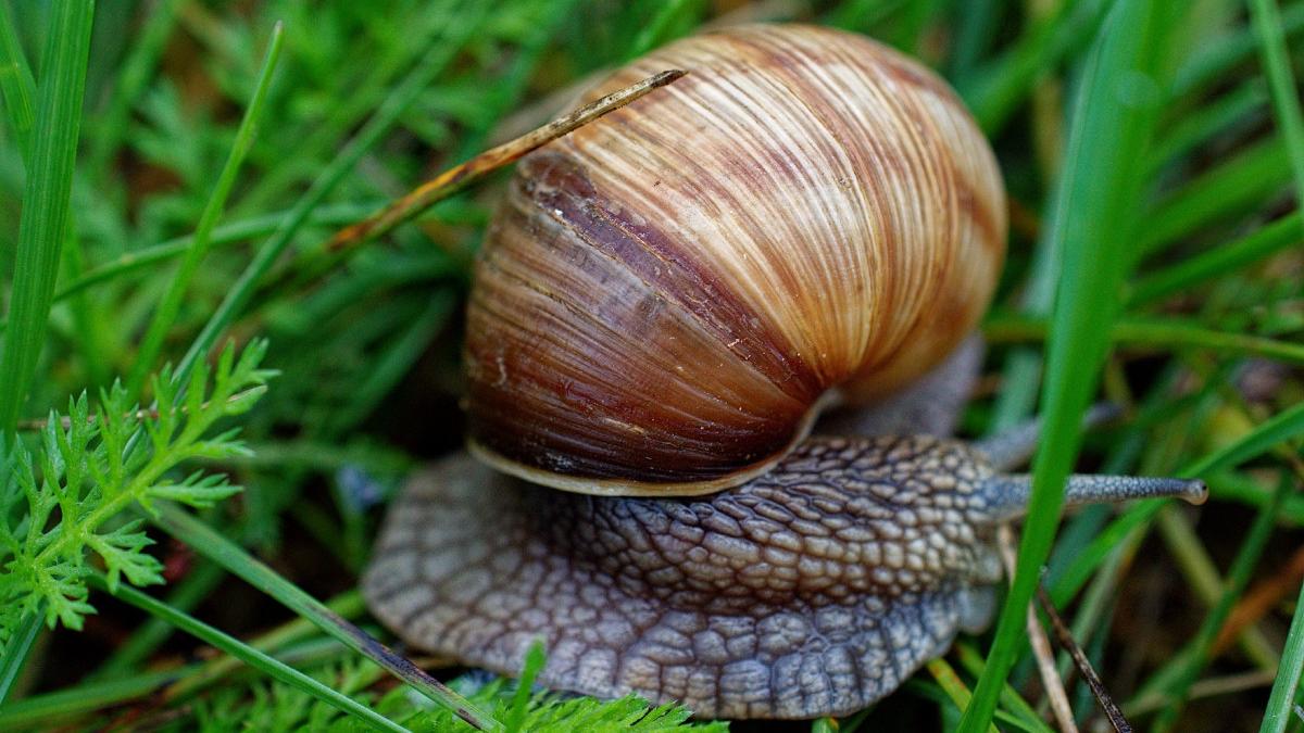 noua zeelanda vrea sa l ajute pe ned un melc rar sa si gaseasca dragostea a fost lansata o campanie nationala