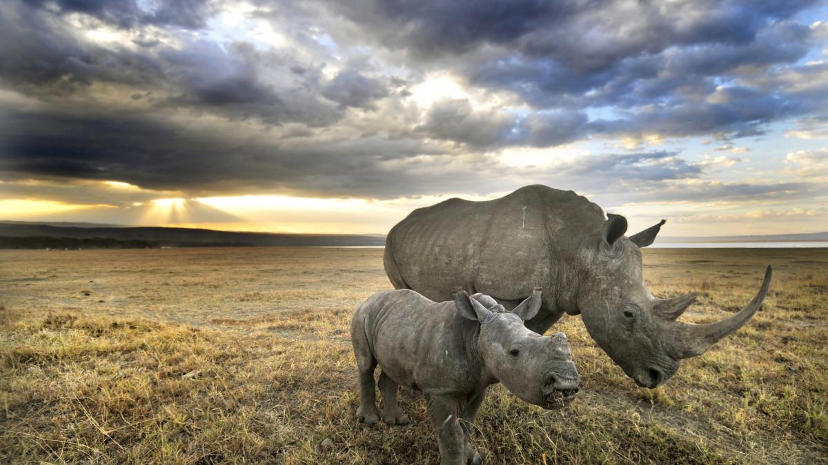 ultimii doi rinoceri albi nordici din lume sunt paziti cu arma 24 de ore din 24 intr o rezervatie din kenya