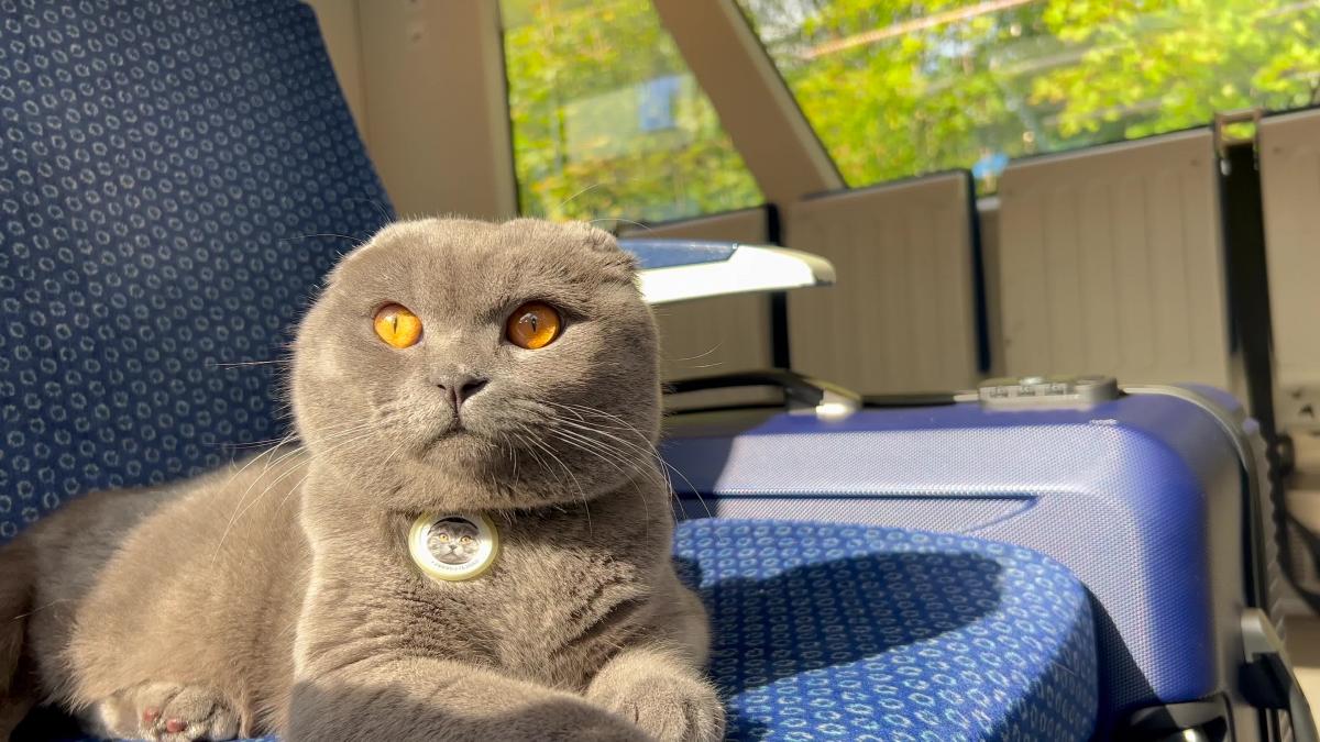 un motan prea galagios i a adus stapanei o amenda intr un tren din franta camille sustine ca i s a facut o nedreptate