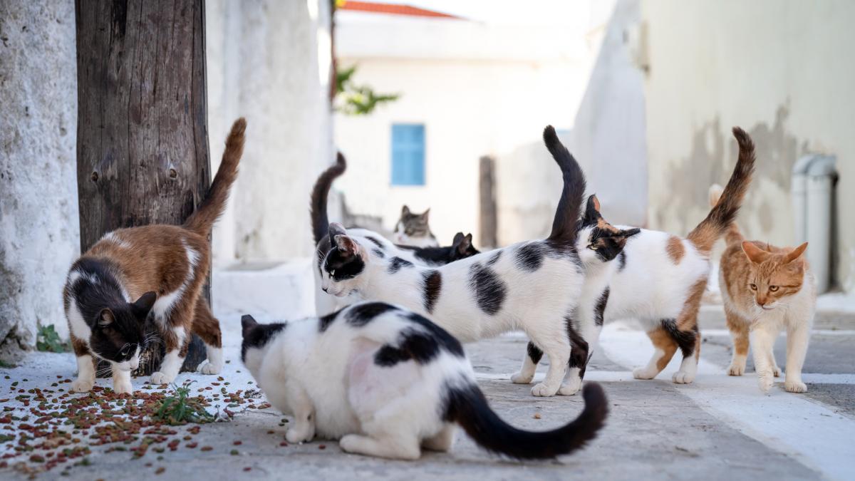 10 000 de pisici din bucuresti vor fi sterilizate gratuit indiferent daca au sau nu stapan