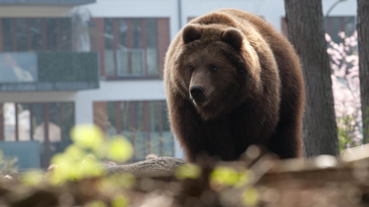 panica in sinaia unde un urs a fost vazut pe strazi s a emis un mesaj ro alert iar oamenii sunt sfatuiti sa nu se apropie de animal