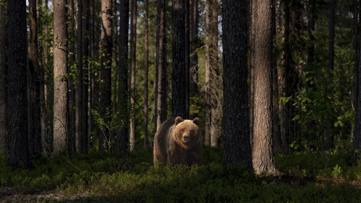 ursii au facut pagube de peste un milion de lei intr un singur judet sunt de sase ori mai multi decat ar fi normal