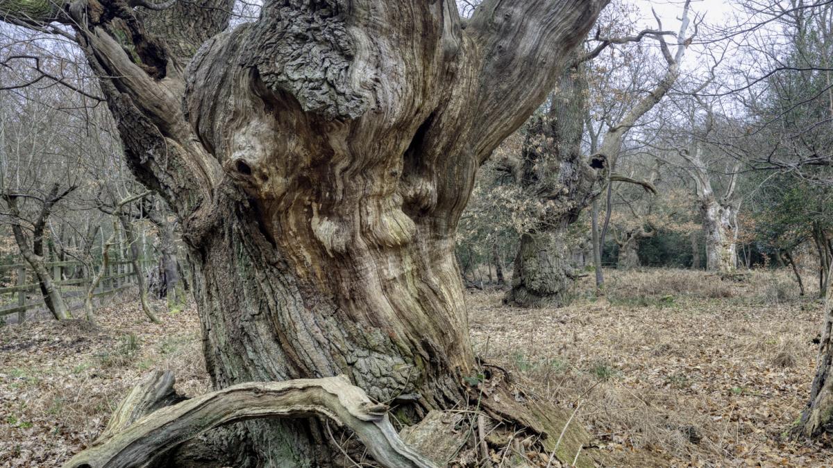 adn ul stejarului druizilor vechi de 800 de ani va fi analizat pentru a replanta paduri copacul este considerat o legenda vie