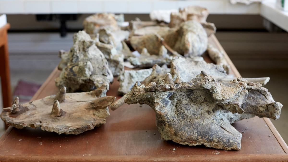 era absolut plin de tepi pe tot corpul fosilele celui mai vechi ankilozaur au fost gasite in maroc cum arata tancul jurasicului