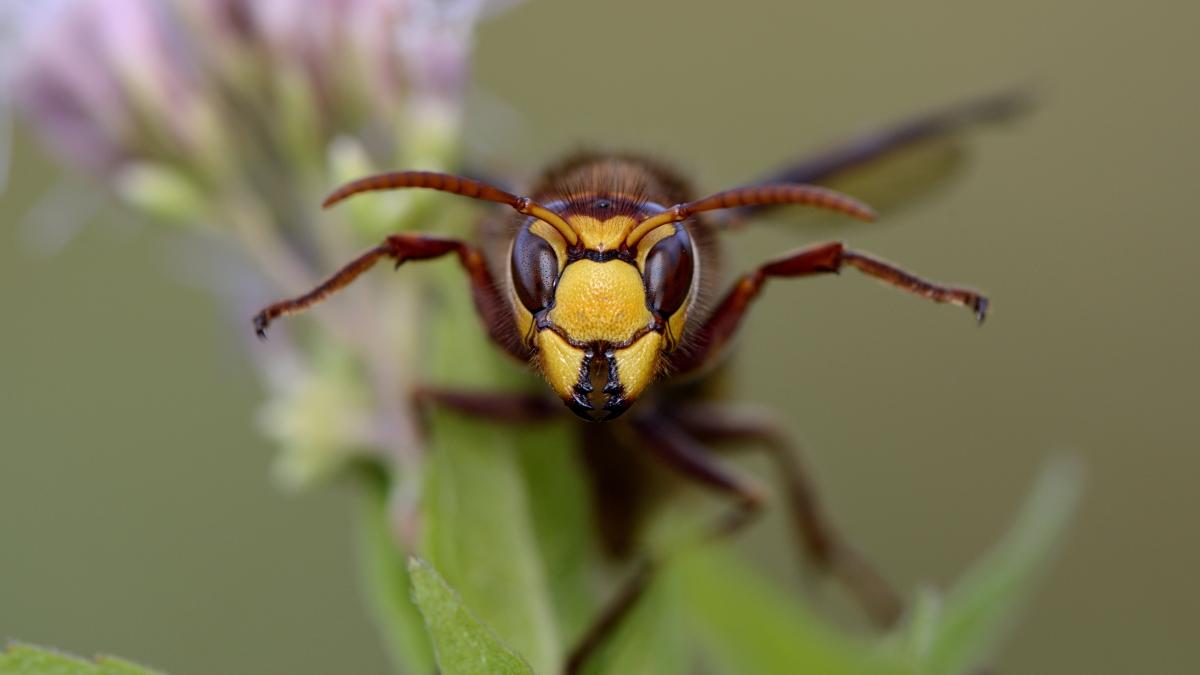 o invazie silentioasa dar periculoasa viespile parazite din europa se inmultesc in sua amenintand ecosistemele native
