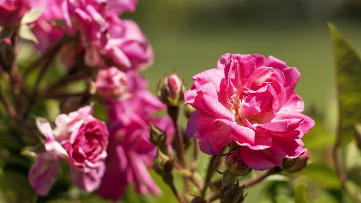 un trandafir misterios a supravietuit uraganului katrina si s a raspandit in toata america