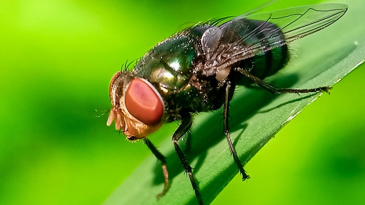 ce trebuie sa stii despre parazitul mortal care se hraneste cu carnea fiintelor vii dupa confirmarea unui caz in sua