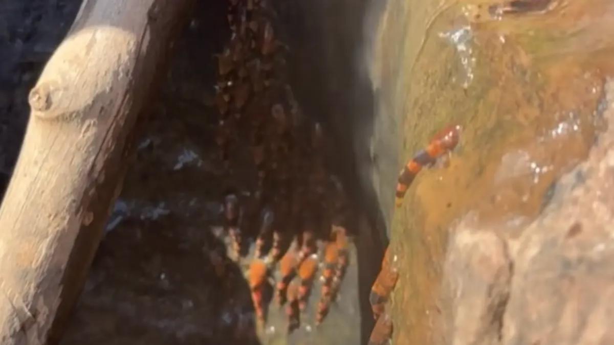 mii de pesti suprinsi in brazilia cum escaladeaza o cascada fenomenul i a uimit chiar si pe oamenii de stiinta