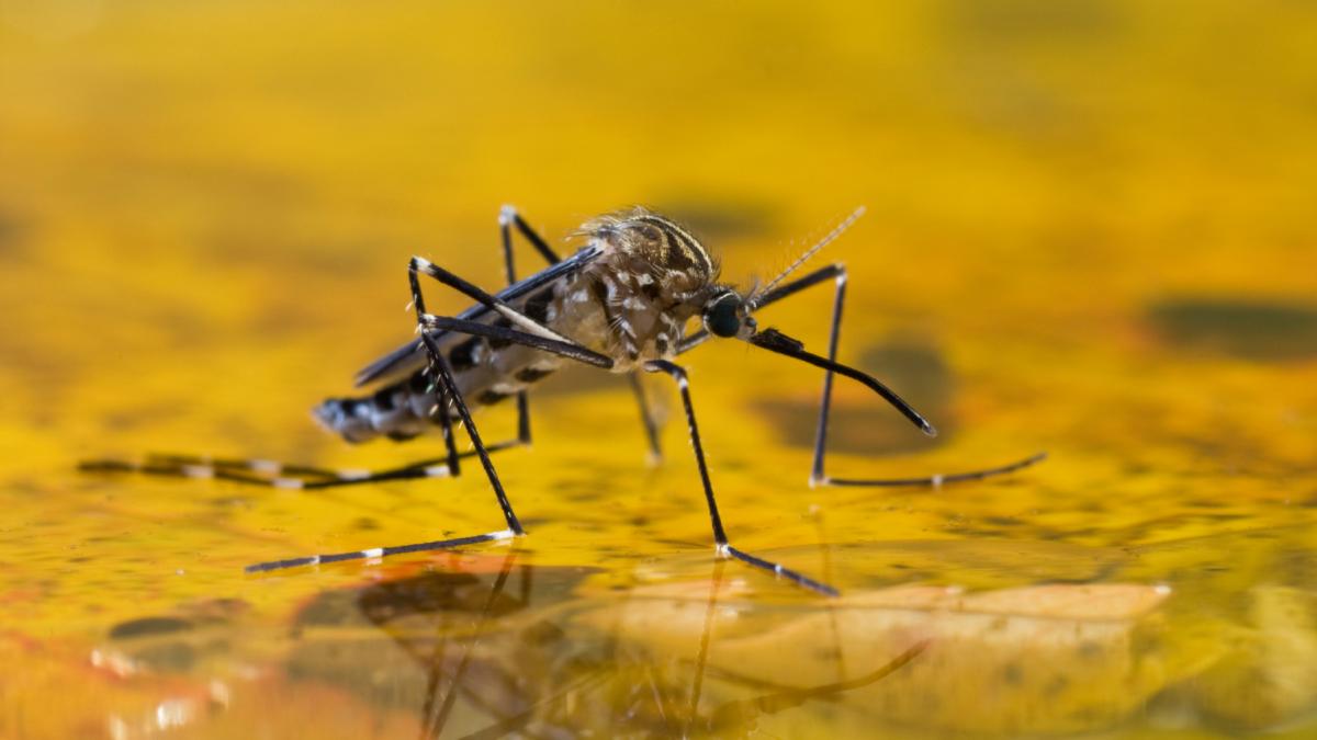 o tara din europa este singura din lume unde nu exista tantari insectele ajung uneori acolo cu avionul dar dispar rapid