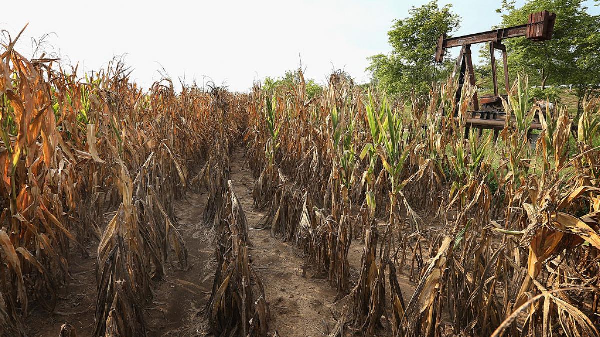 alerta de canicula la inceput de toamna agricultorii nu pot insamanta recoltele din cauza secetei extreme
