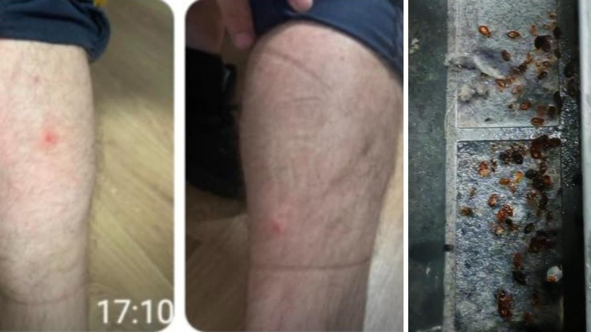 mai multi agenti au fost muscati de plosnite in sediile politiei capitalei 10 persoane au ajuns la spital