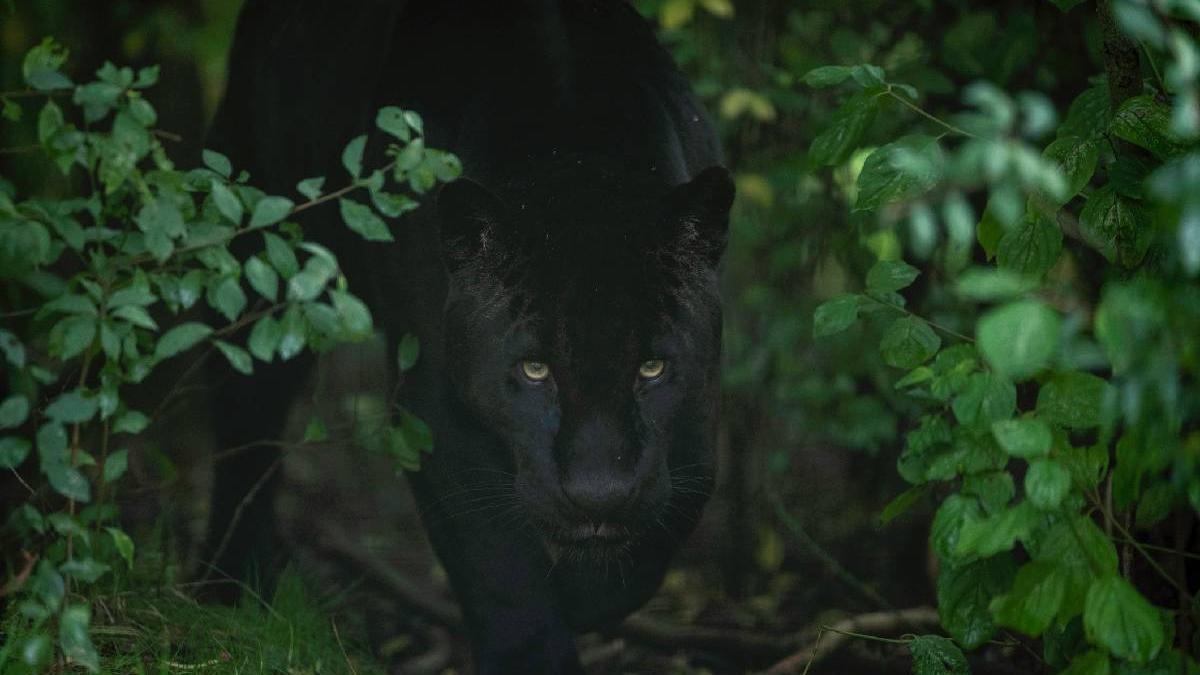 misterul care face valuri in fiecare saptamana pantera neagra a fost vazuta din nou in bulgaria