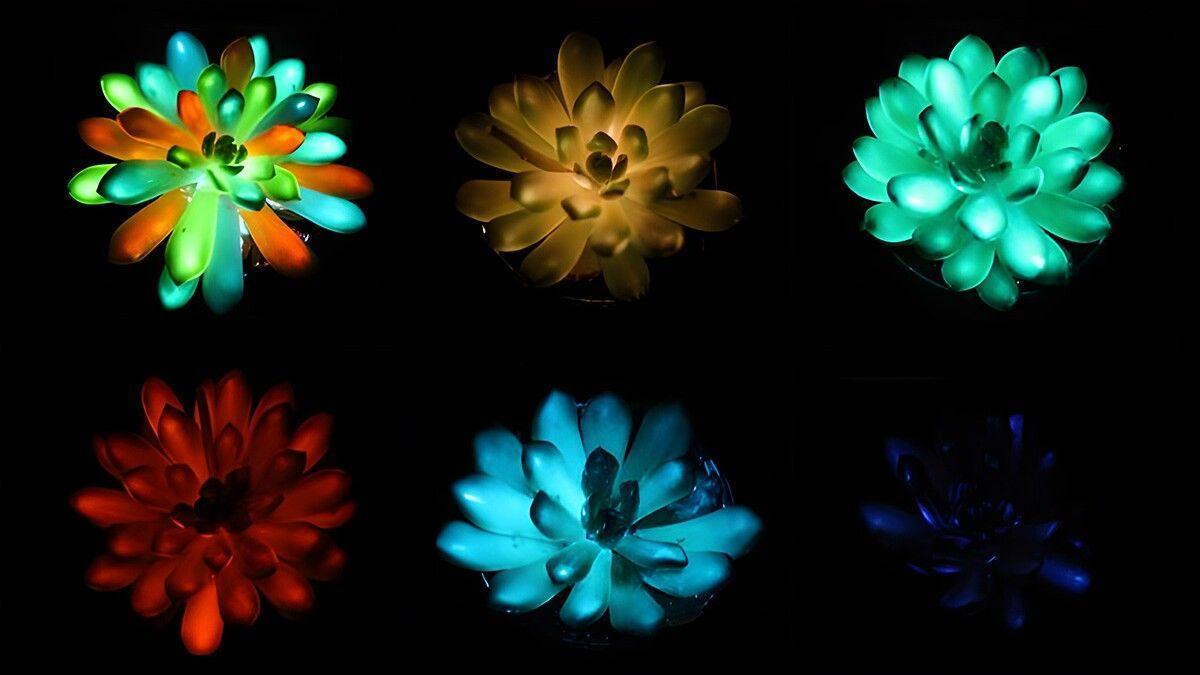 plantele reincarcabile la soare care lumineaza multicolor in intuneric au fost create in china imaginati va lumea din avatar