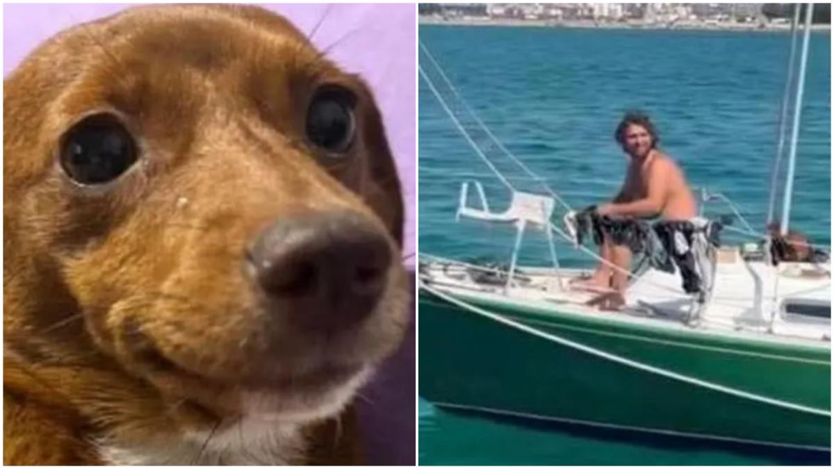 disparitia ciudata a unui barbat care calatorea in jurul lumii barca in care era doar cainele lui a fost gasita la 160 km distanta