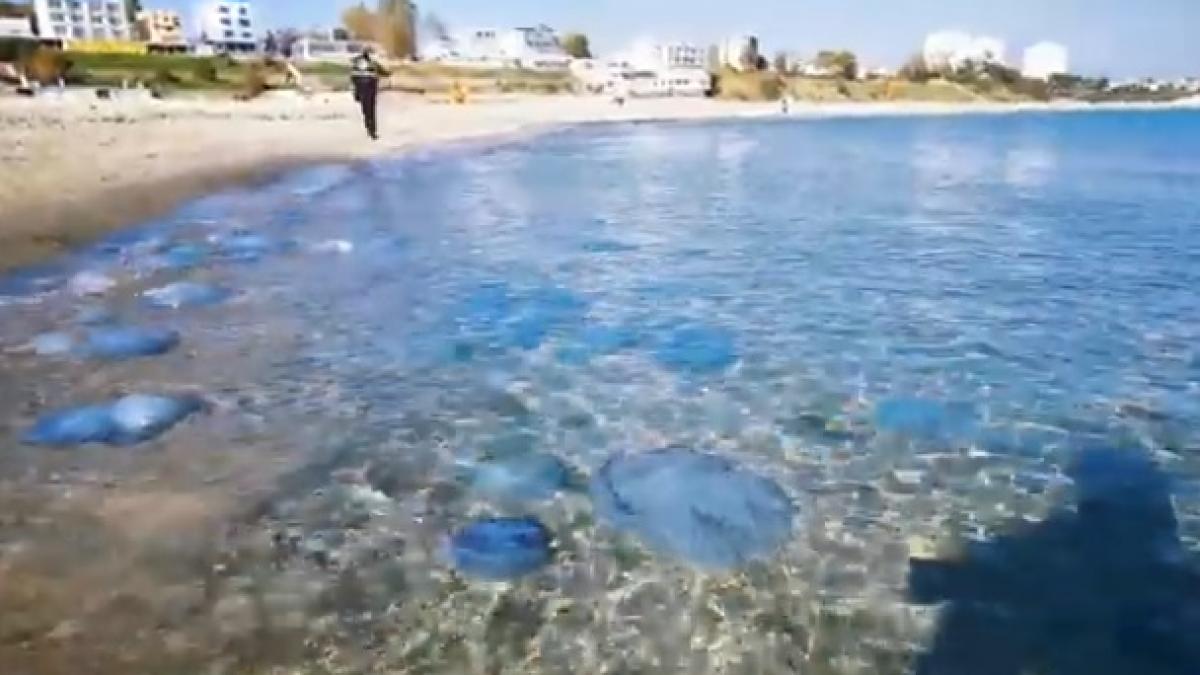 turistii sunt exasperati de invazia de meduze de pe litoral imagini ireale filmate la constanta