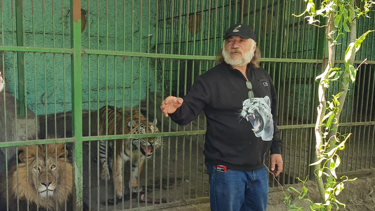 un copil de 5 ani a fost muscat de un ligru la gradina zooologica din zaharesti parcul fusese inchis din iulie dar primea vizitatori