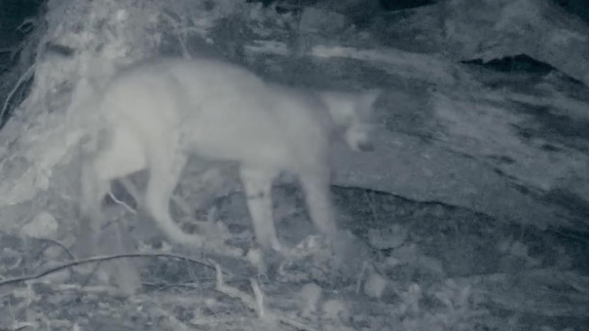 unul dintre cei mai scumpi la vedere locuitori aparitie rara intr o padure din gorj un ras a fost filmat in inspectie noaptea