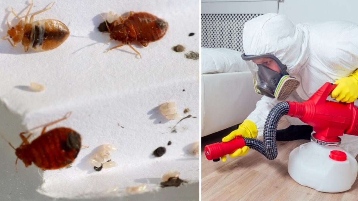 invazia de plosnite in capitala a devenit un cosmar e focar de infectie sunt stresata ma trezesc verific cu lanterna peretii