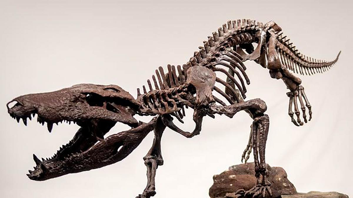 cercetatorii au descoperit scheletul unui pradator hipercarnivor disparut care manca dinozaurii unul dupa altul