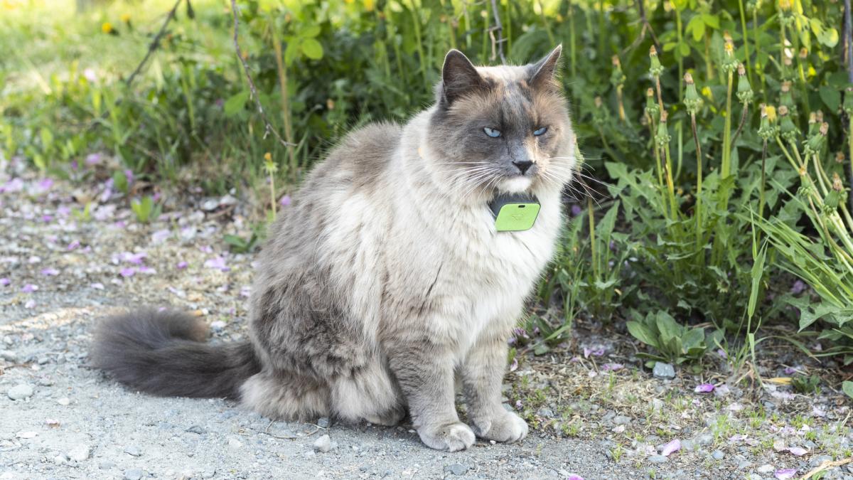 cursa electorala pentru primarul pisicilor 11 candidati se lupta in cea mai imblanita campanie