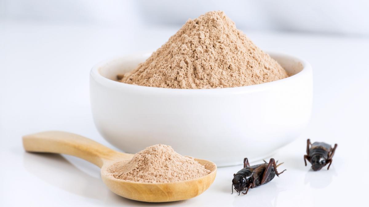 conspiratia din spatele consumului de insecte faina de greieri sau pulberea de larve