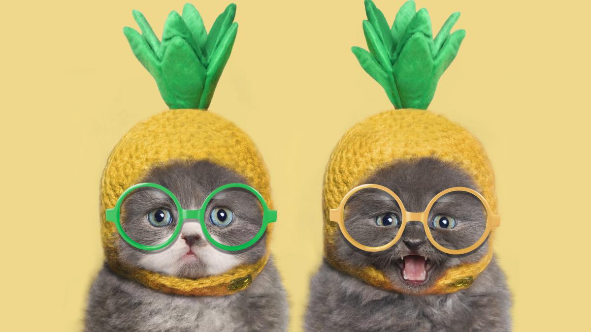 poze transformate in video uri direct din aplicatia google photos