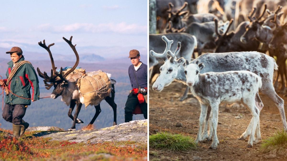 cel mai mare zacamant de minerale rare din europa pune in pericol crescatorii indigeni de reni exploatarea ar urma sa inceapa in 2030