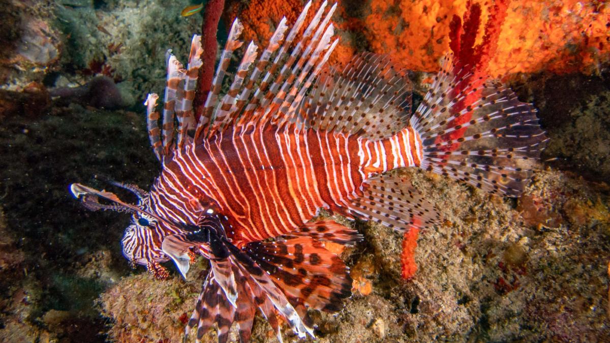 o specie de peste veninos invadeaza marea mediterana grecii incearca o solutie pentru catastrofa ecologica il pun in supa