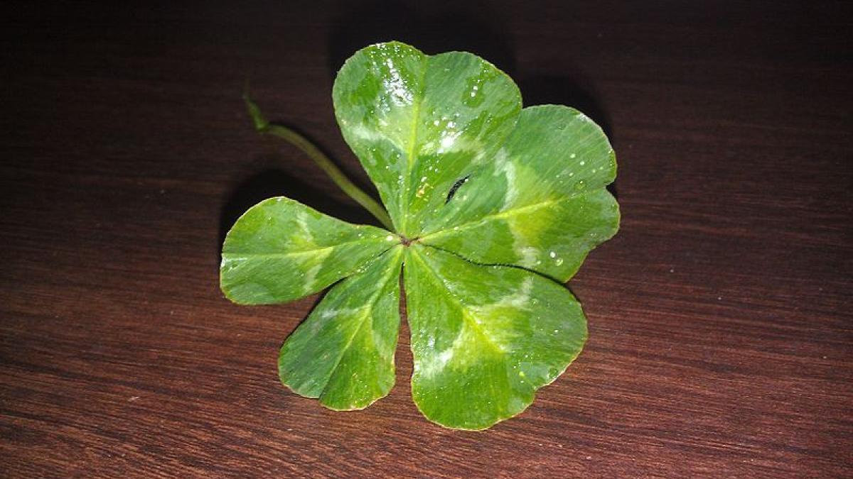 simbolul norocului trifoiul la sloturi si alte jocuri de noroc