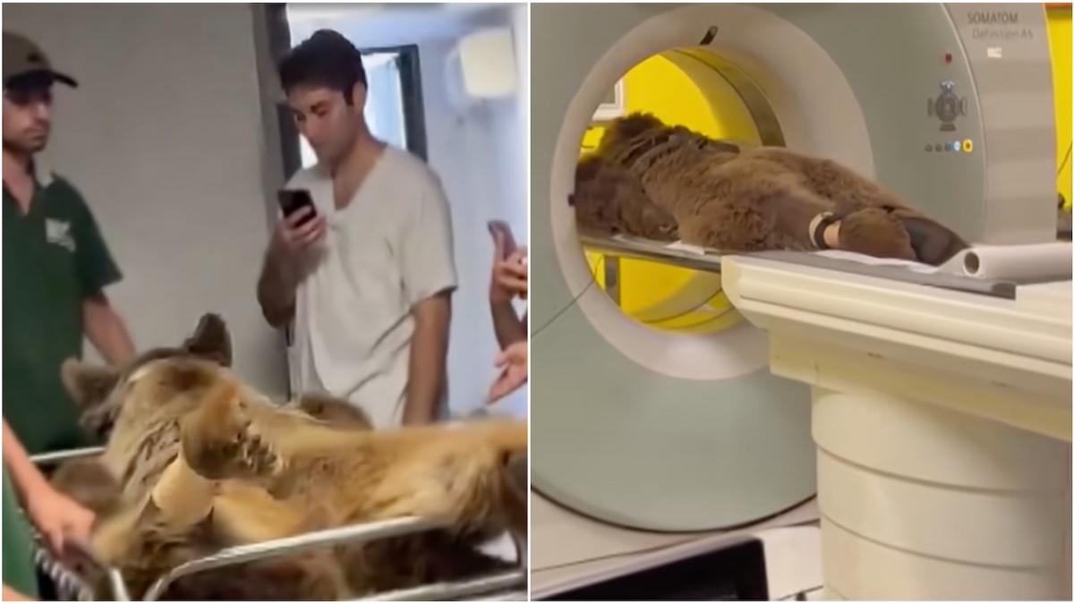 okan ursul devenit vedeta dupa ce a fost luat pe targa pentru ca a mancat prea multe fructe imaginile au devenit virale