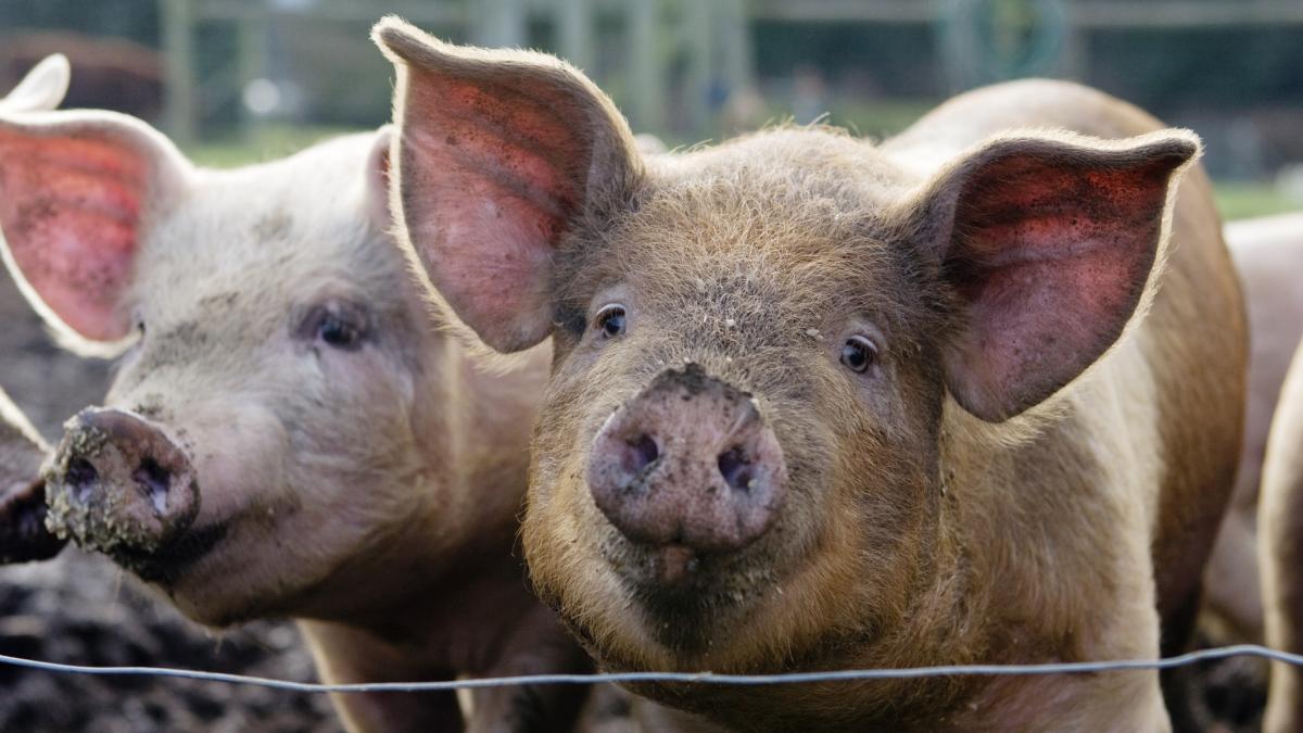 200 de porci infectati cu pesta africana au fost ingropati aproape de panza freatica autoritatile sunt in alerta