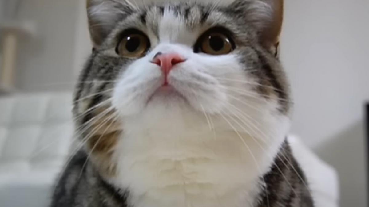 cel mai popular animal de pe youtube multi ani la rand a decedat la 18 ani cine a fost maru si de ce a intrat in cartea recordurilor