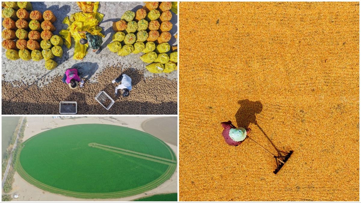 recoltele de toamna din china vazute de sus imagini spectaculoase din drona cu peisaje agricole colorate