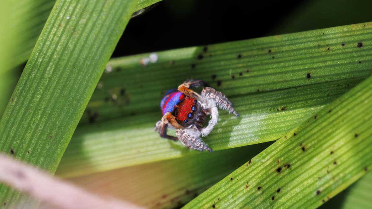 adn ul intunecat al paianjenilor paun ar putea explica de ce exista 100 de specii diferite