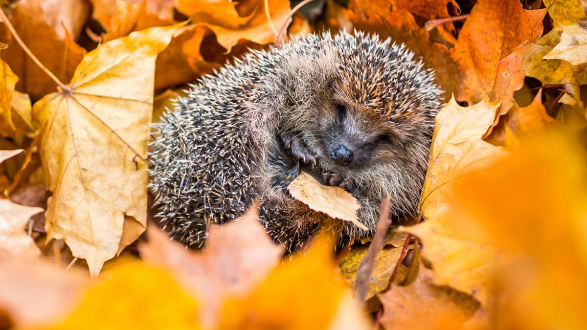 autostrazile pentru arici ar putea deveni obligatorii pentru cladirile noi intr o tara din europa specia este pe cale de disparitie