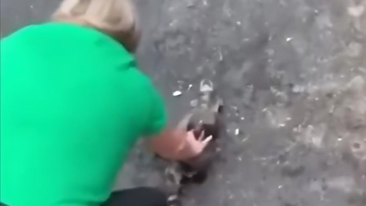 momentul in care o asistenta din sua a resuscitat doi ratoni beti gasiti intr un tomberon de langa o distilerie