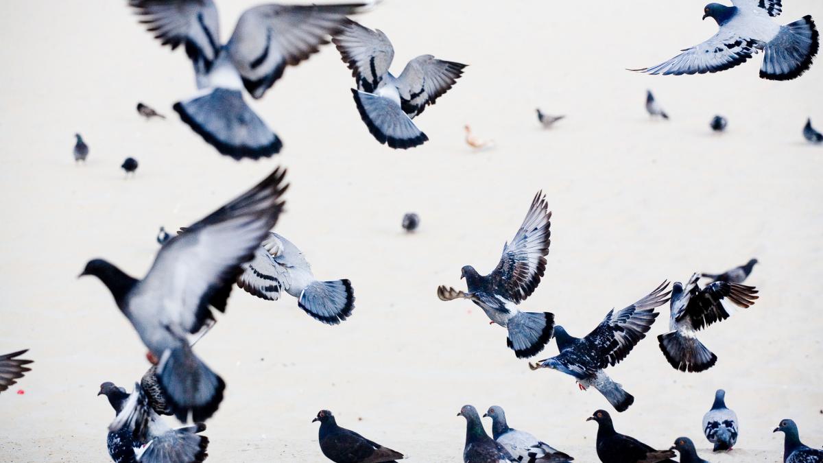 o femeie din roma nu mai are voie sa hraneasca porumbeii vecinii satui de mizerie au reclamat o nu mai suportam