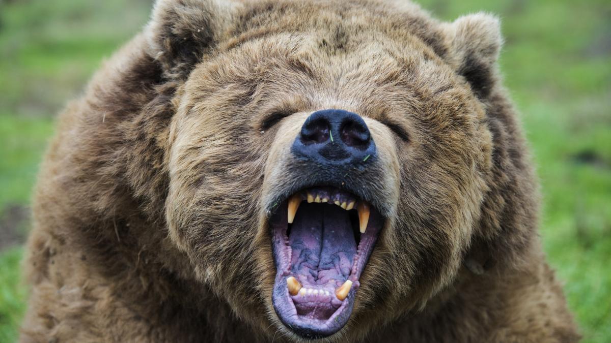 un barbat din mures a fost atacat de urs in timp ce lucra pe camp ranit grav el a reusit sa sune la 112