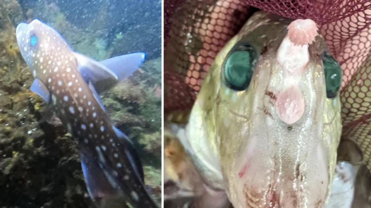 descoperirea bizara a cercetatorilor marini rechinii fantoma isi dezvolta dinti pe frunte pentru imperechere